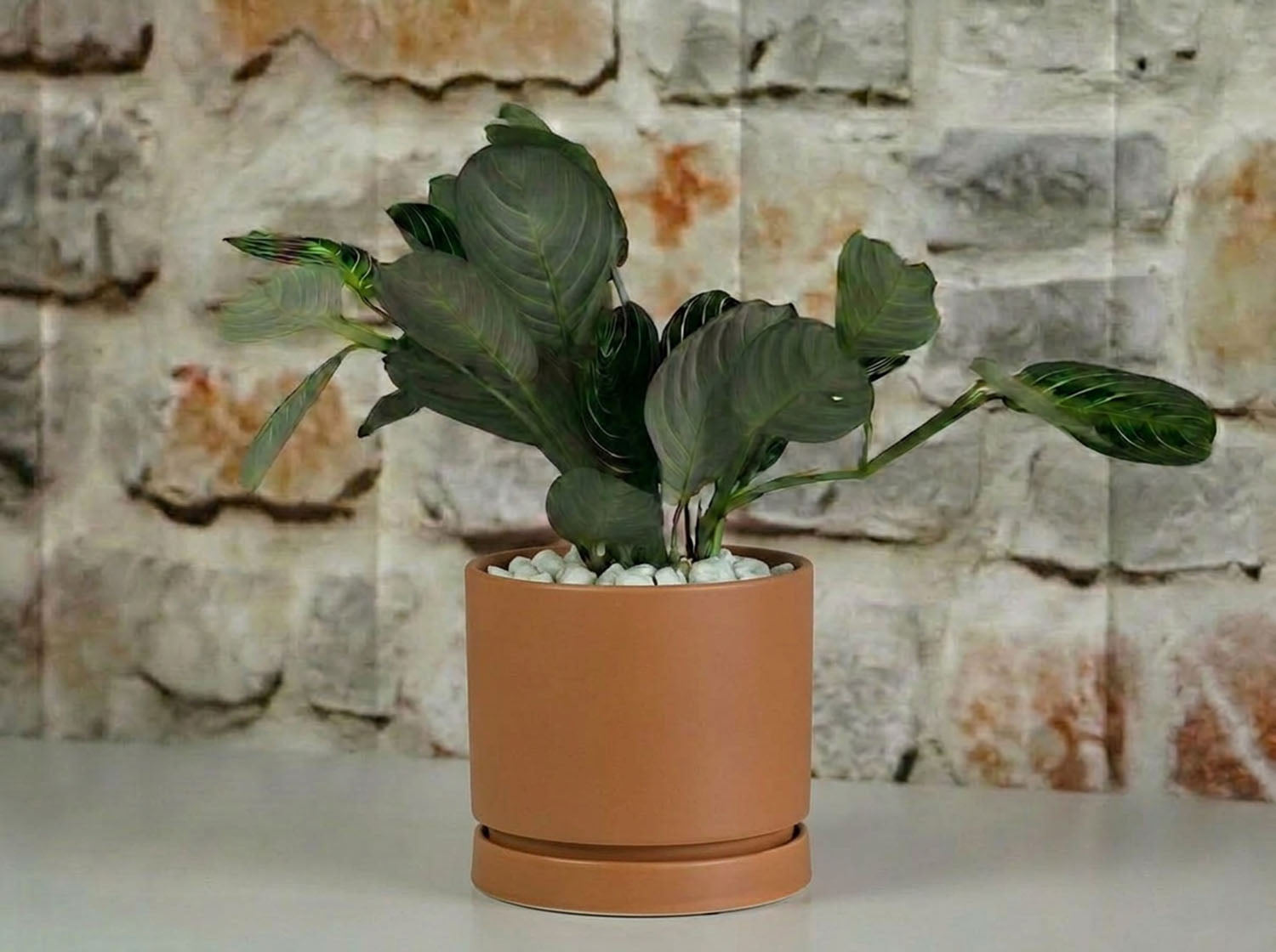 Carmel Attached Saucers Planters