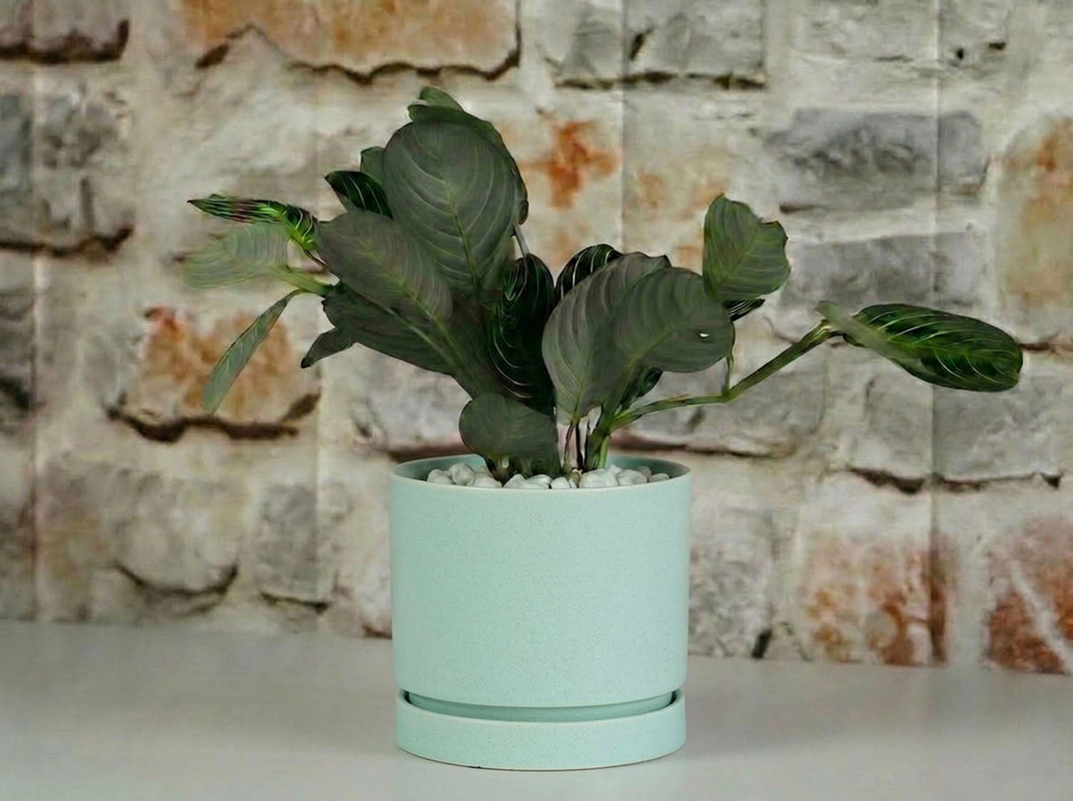 Carmel Attached Saucers Planters