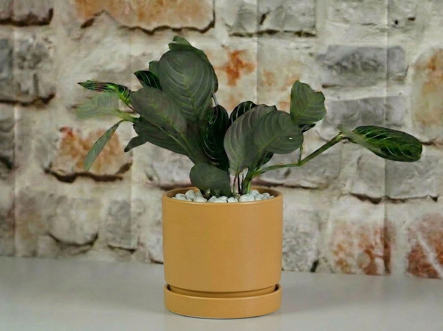 Carmel Attached Saucers Planters