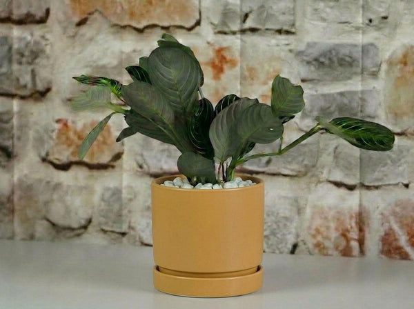 Carmel Attached Saucers Planters