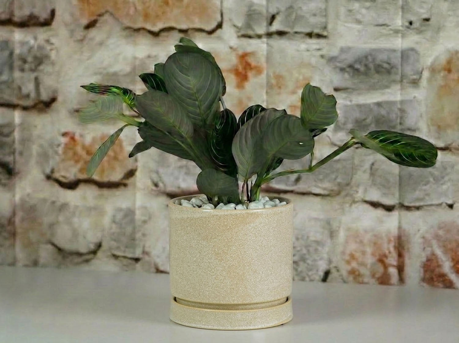 Carmel Attached Saucers Planters