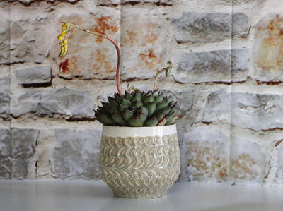 Tear Drop Planter Cup