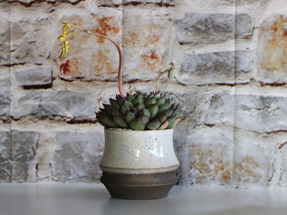 Santa Barbara Planters