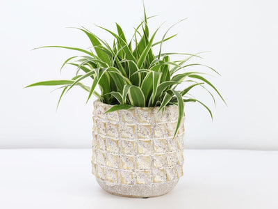 Salinas Planters