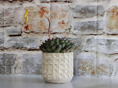Salinas Planters