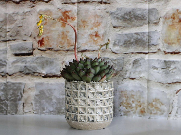 Salinas Planters