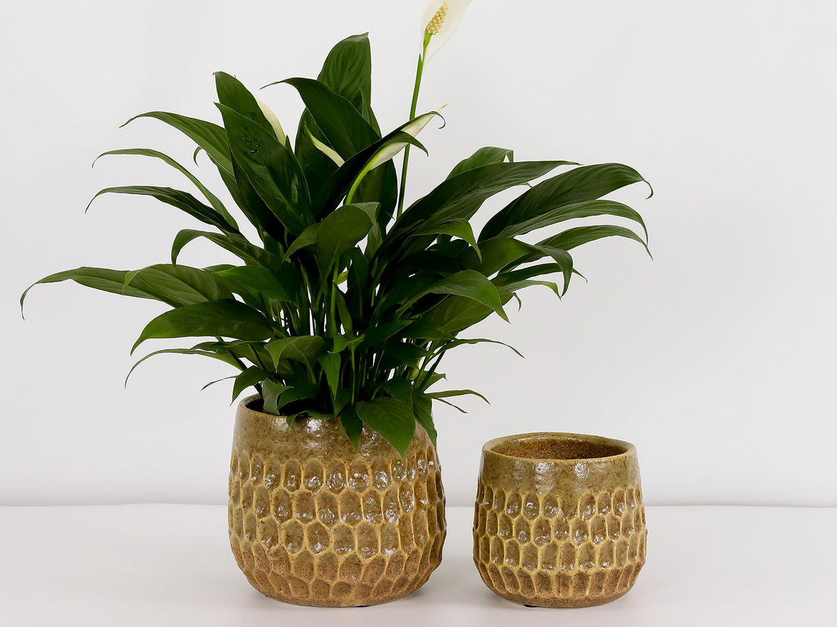 Cambria Planters