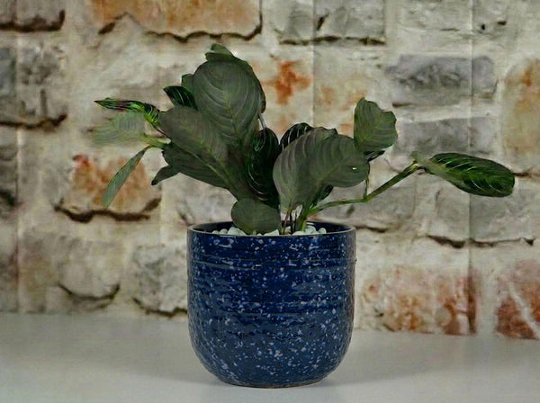 Pebble Beach Planter