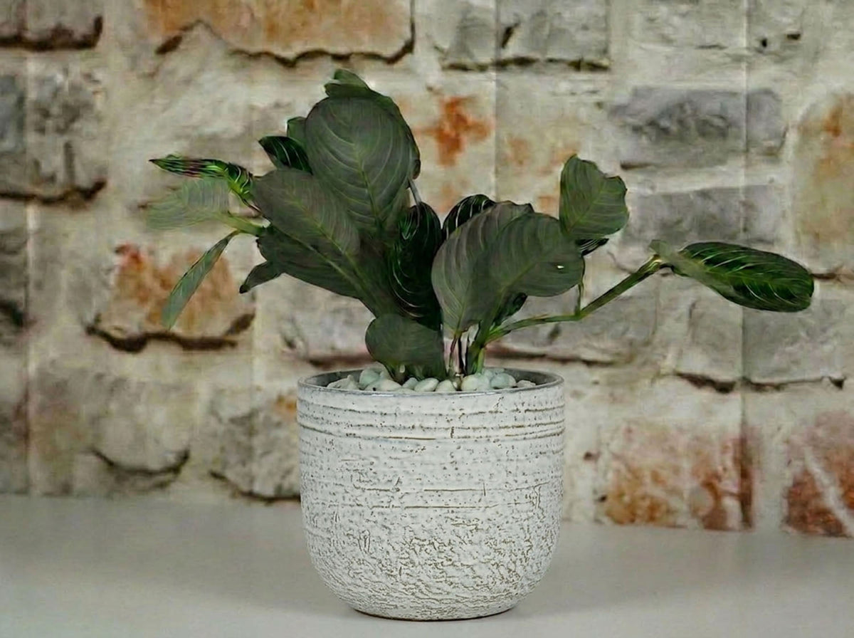 Pebble Beach Planter