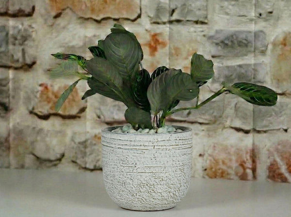 Pebble Beach Planter