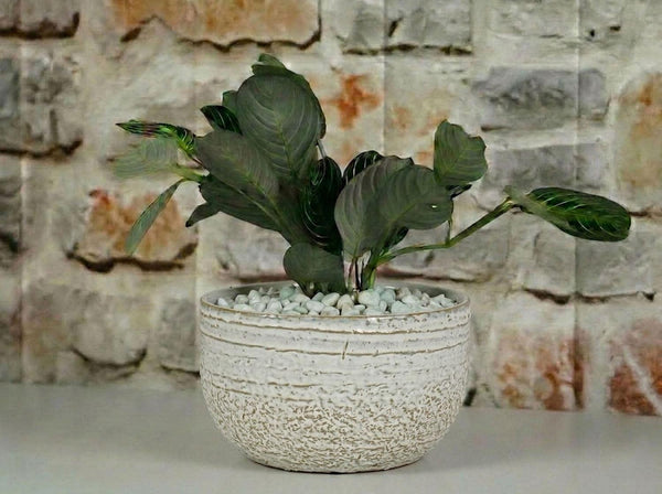 Pebble Beach Bowls