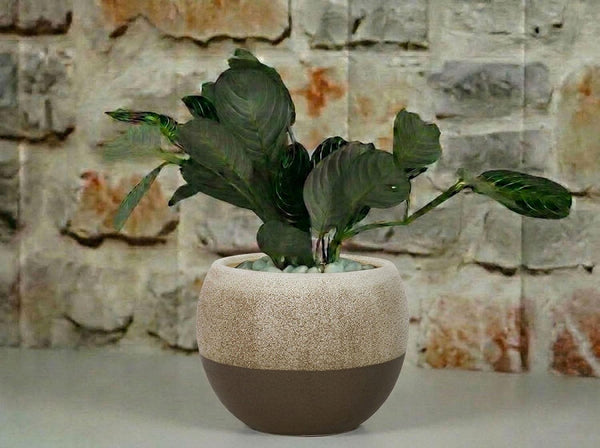 Pendant Planter