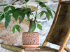 Rain Drop Orchid Planter-Sand By Plantatorem - 6.0" D x 5.5" H (Single Pot) / Sand Canyon Clay