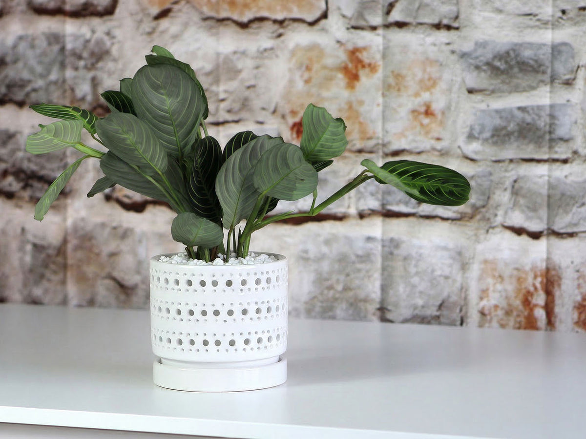 Moon Gate Orchid Planter with Attached Saucer- Pastel By Plantatorem