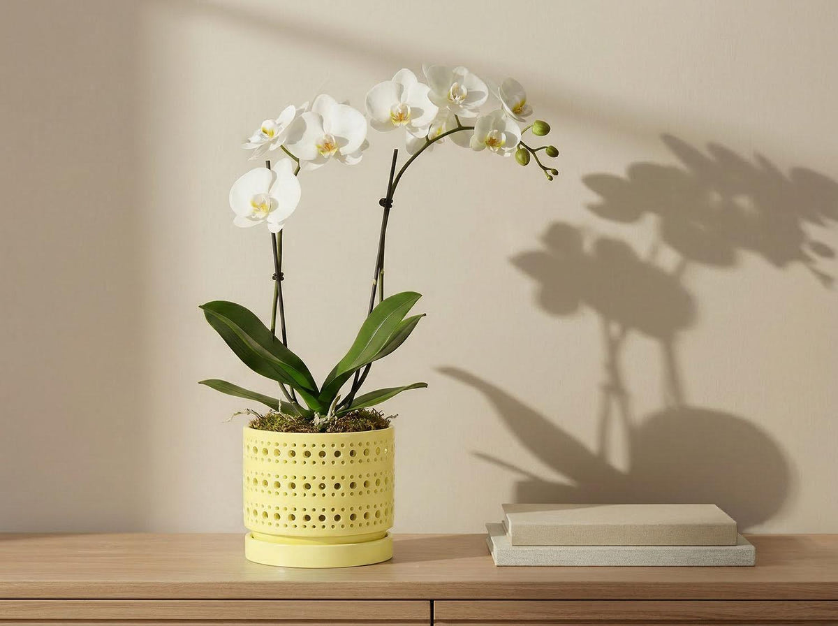 Moon Gate Orchid Planter with Attached Saucer- Pastel By Plantatorem