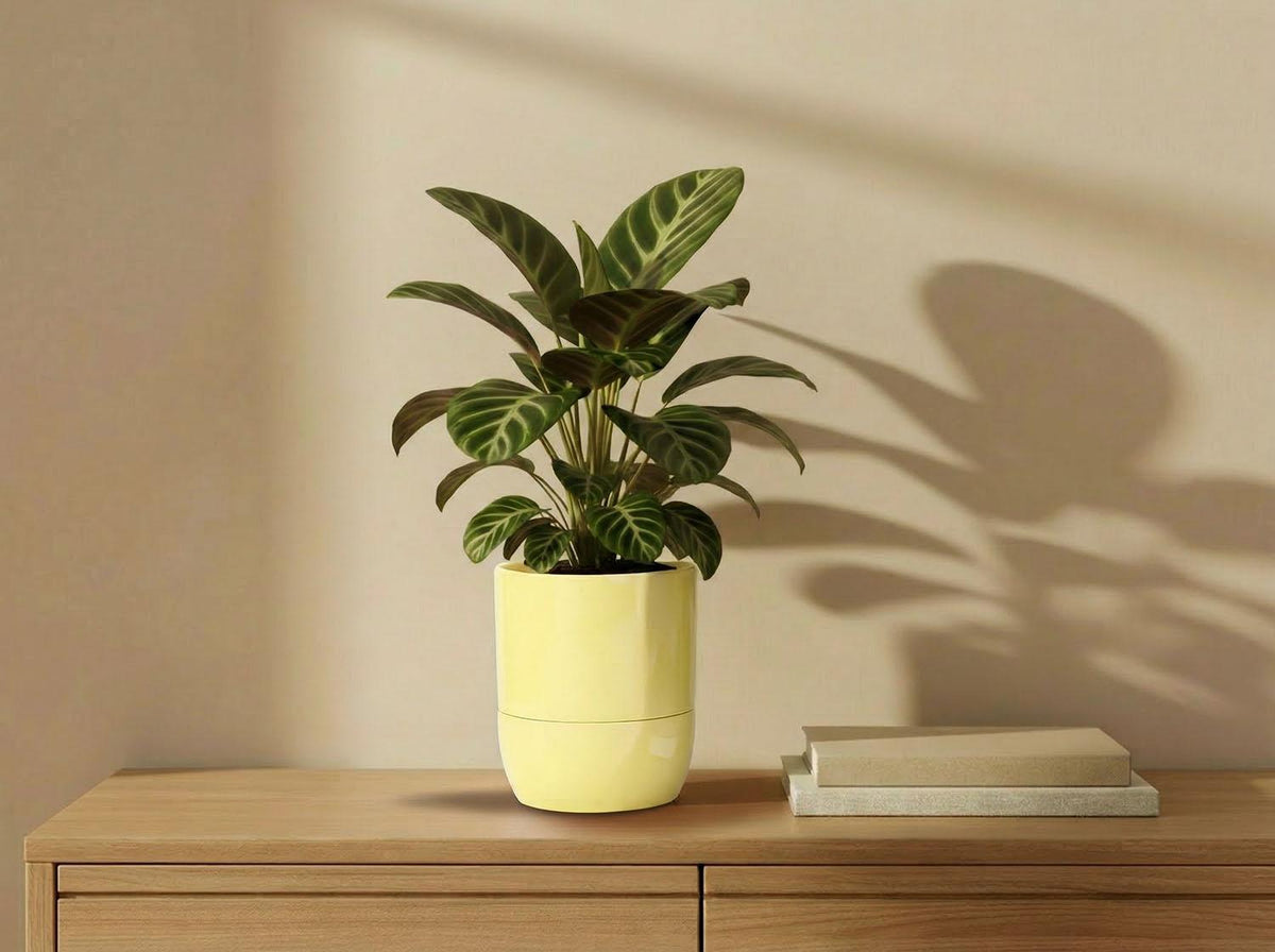 Urban Dweller Self-Watering Pot- Pastel By Plantatorem
