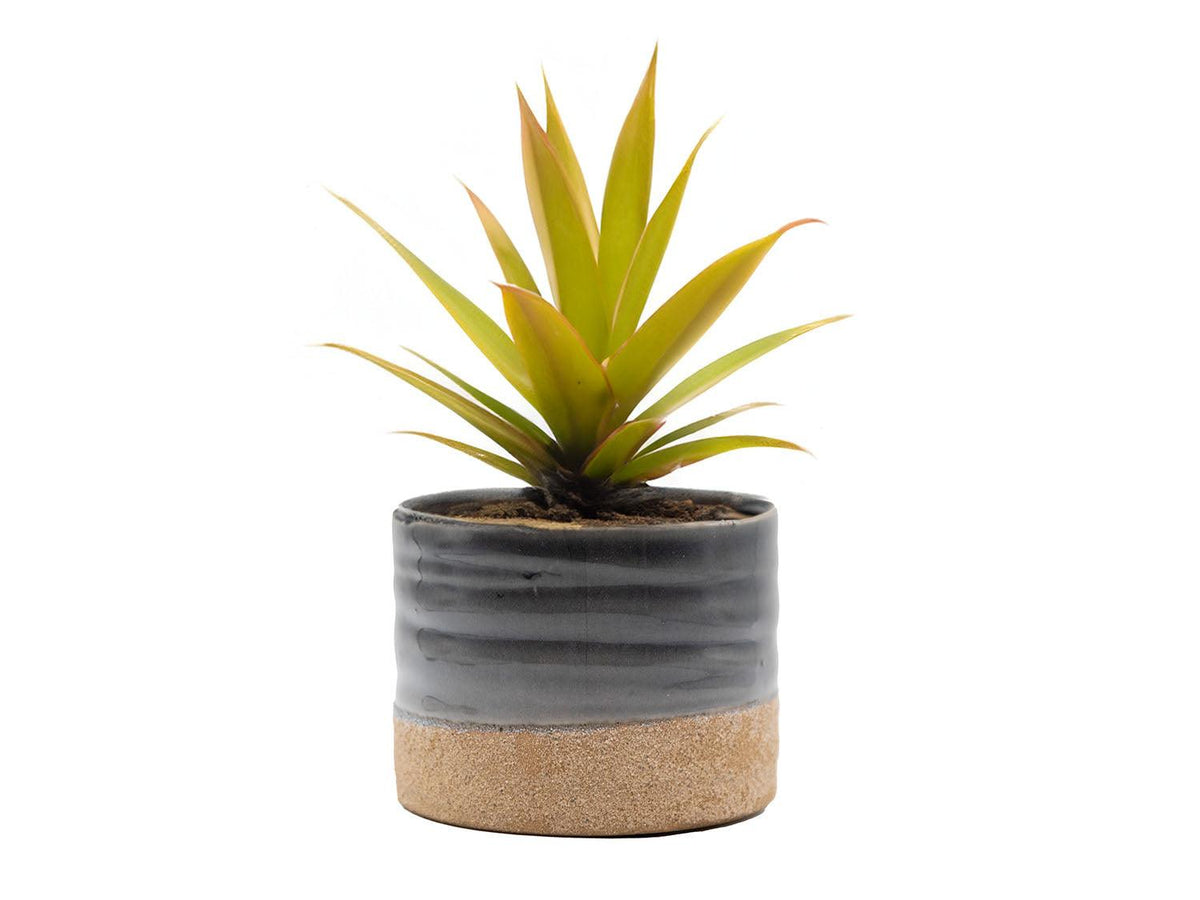 Jewel Mug Planter By Plantatorem