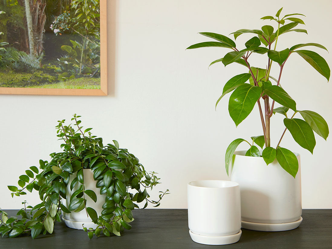Cylinder with Attached Saucer By Plantatorem