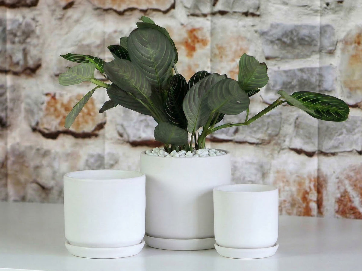 Cylinder with Attached Saucer By Plantatorem