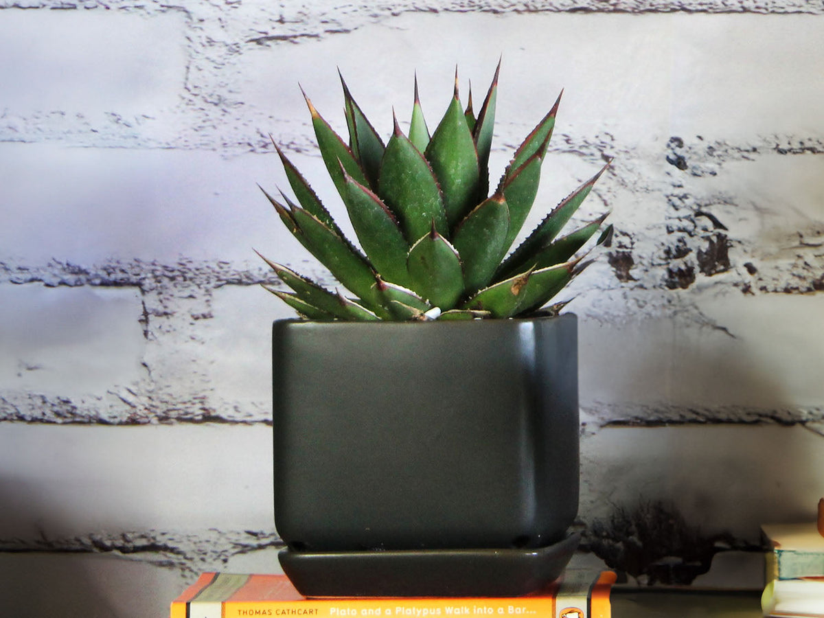 Cube with Attached Saucer By Plantatorem