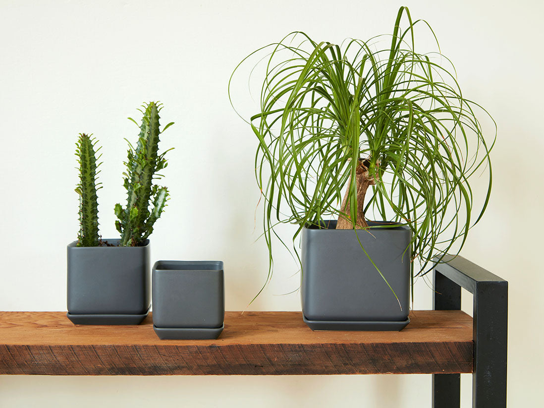 Cube with Attached Saucer By Plantatorem