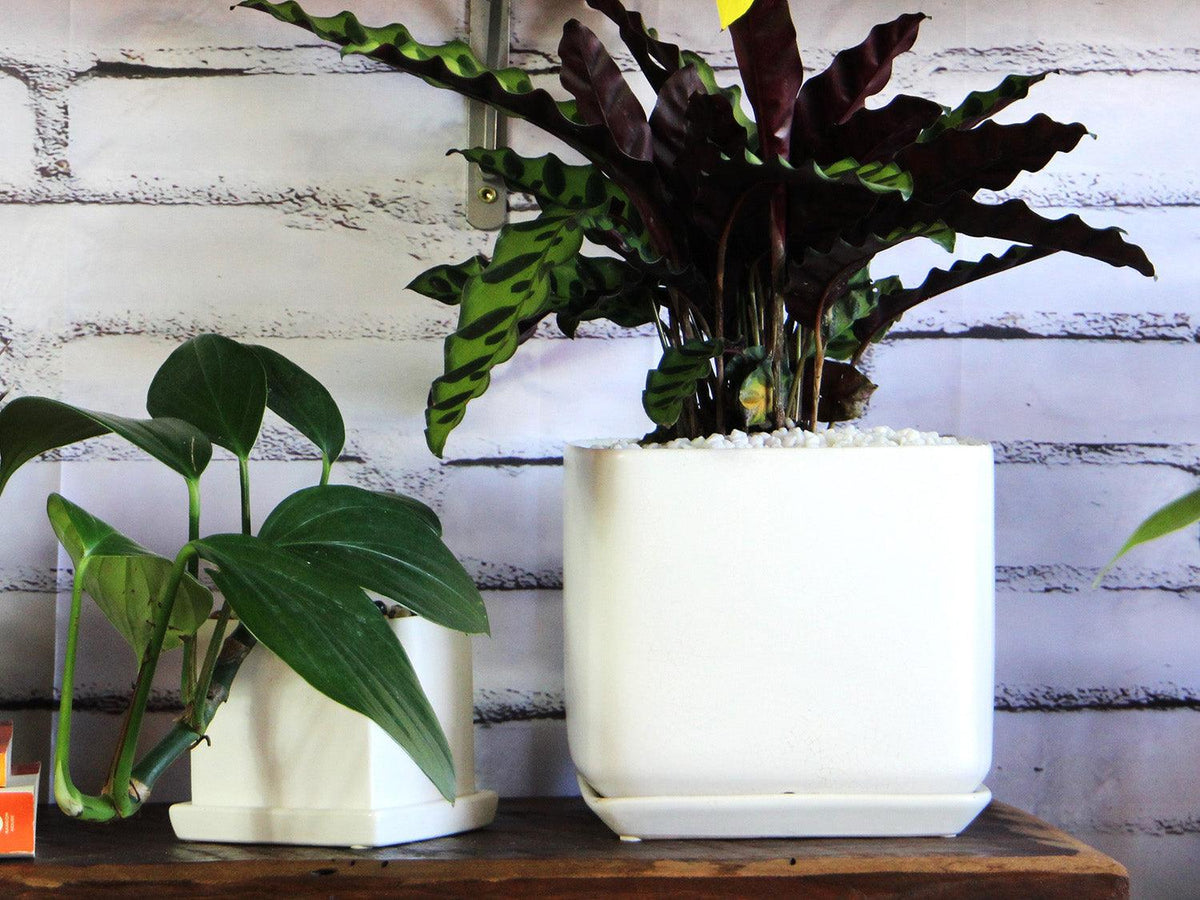 Cube with Attached Saucer By Plantatorem