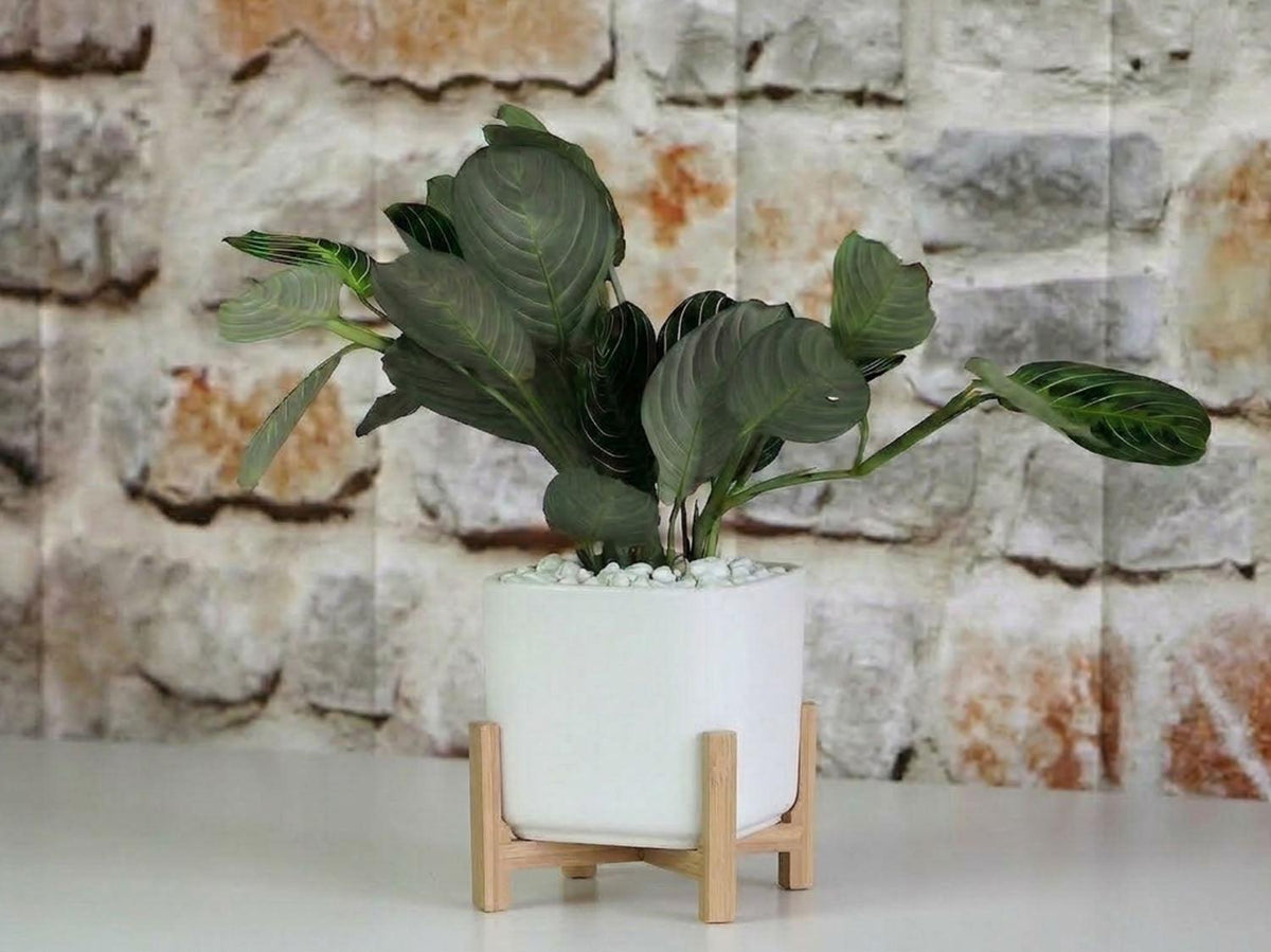 Cube with Attached Saucer By Plantatorem