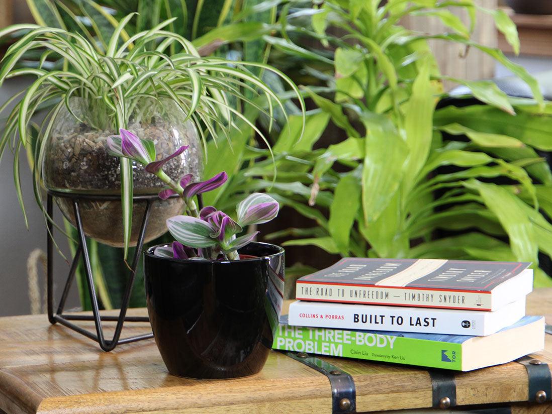 Peace Lily Cache Pot By Plantatorem