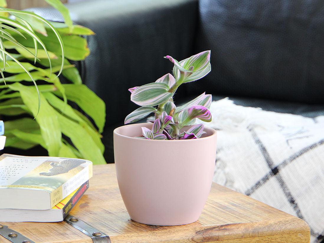 Peace Lily Cache Pot By Plantatorem