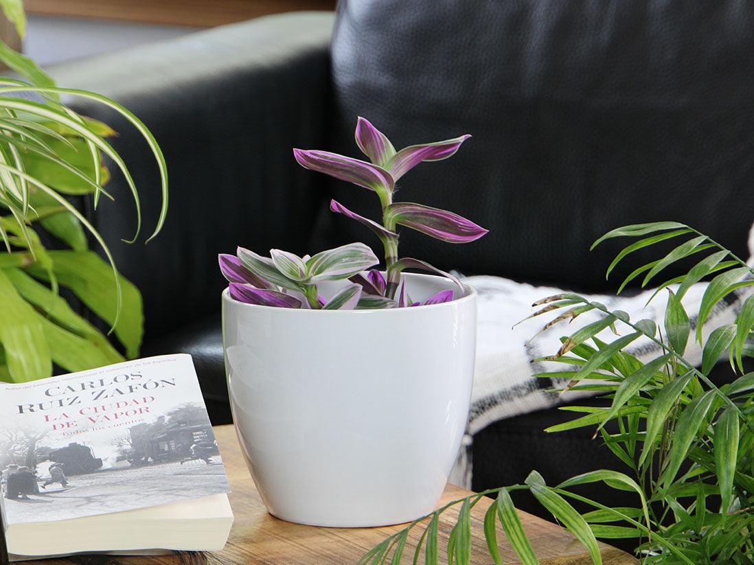 Peace Lily Cache Pot By Plantatorem