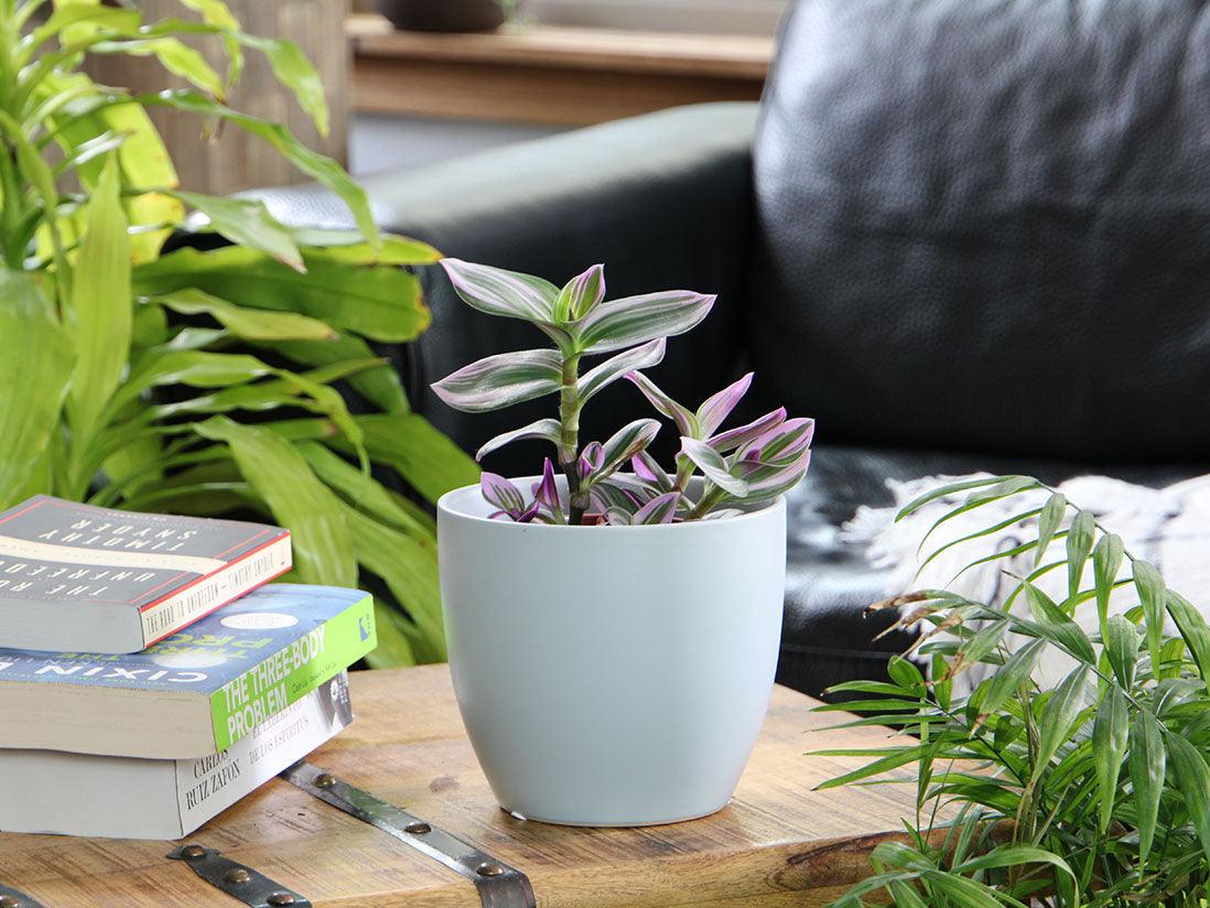 Peace Lily Cache Pot By Plantatorem