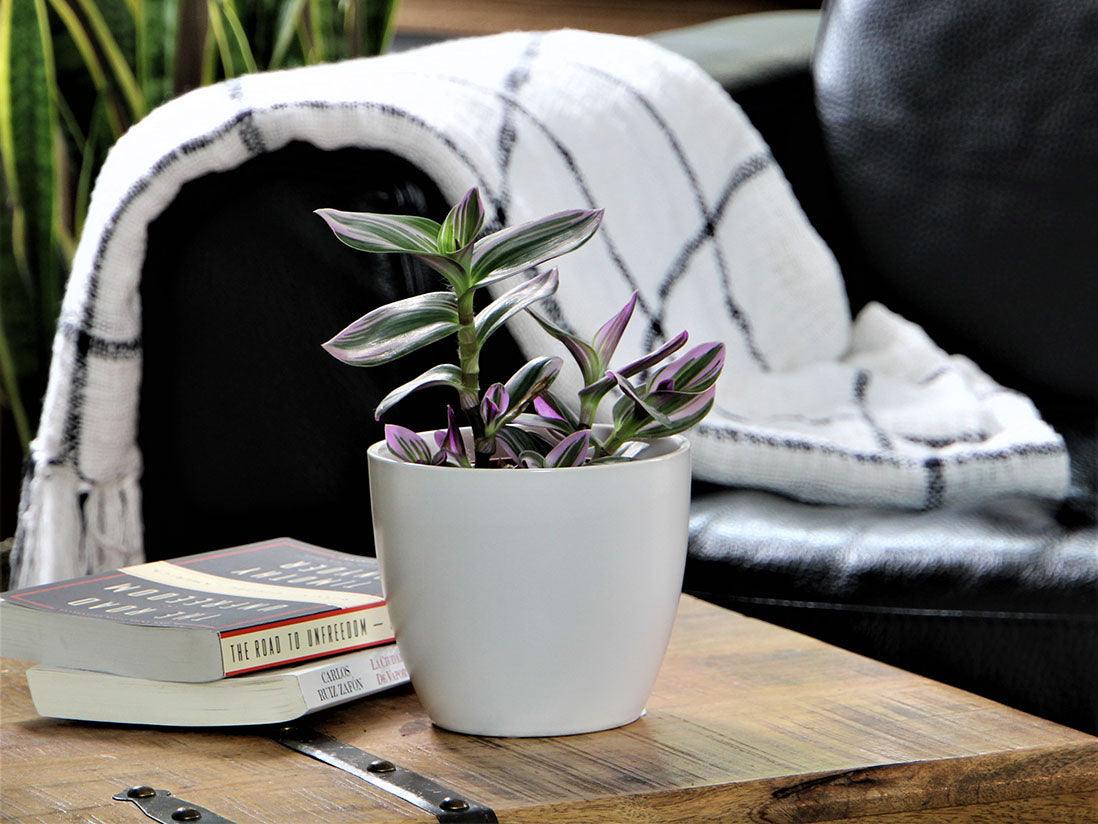 Peace Lily Cache Pot By Plantatorem