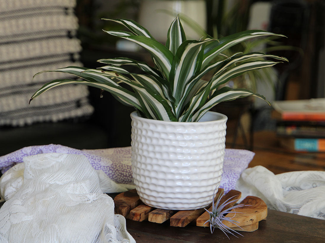 Honeycomb Planter By Plantatorem