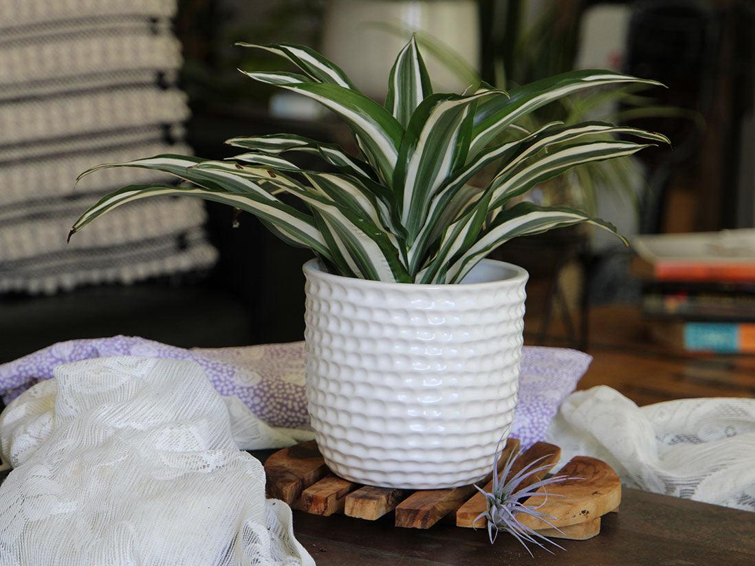 Honeycomb Planter By Plantatorem