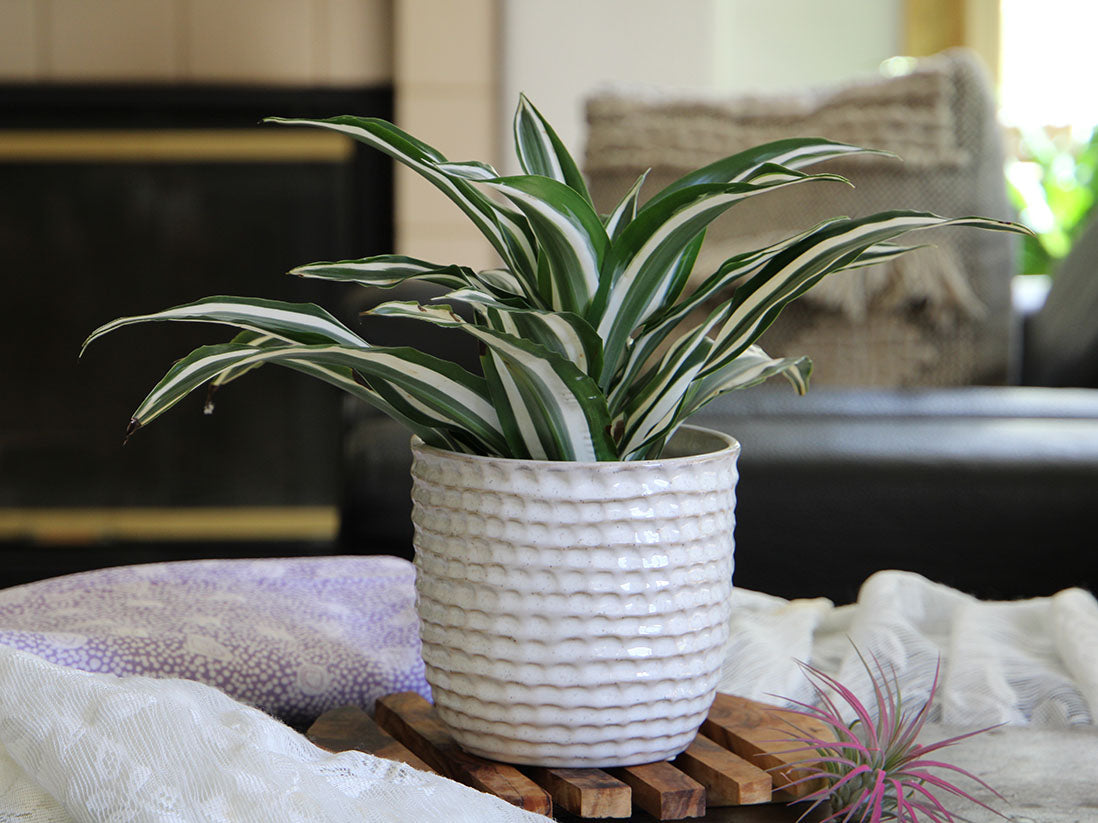 Honeycomb Planter By Plantatorem
