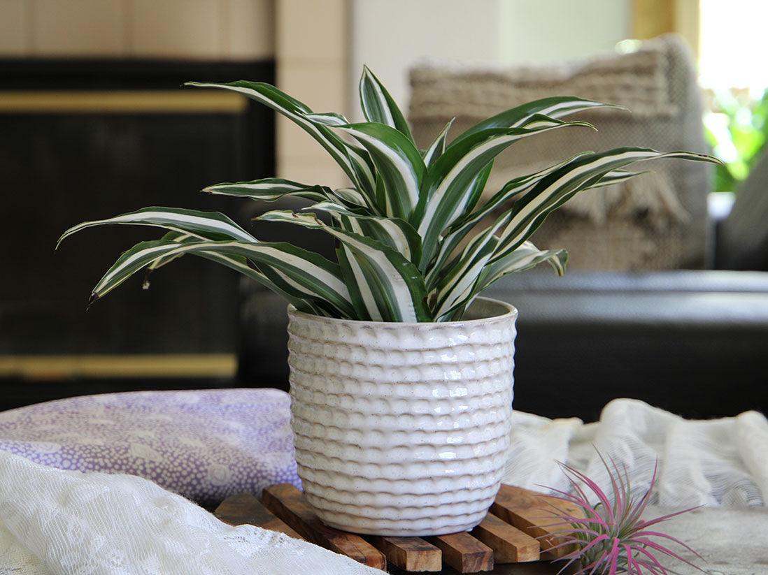 Honeycomb Planter By Plantatorem