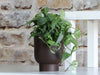 Monstera Cache Pot By Plantatorem - Matte Brown / 6.5" D x 7.5" H - Single Pot
