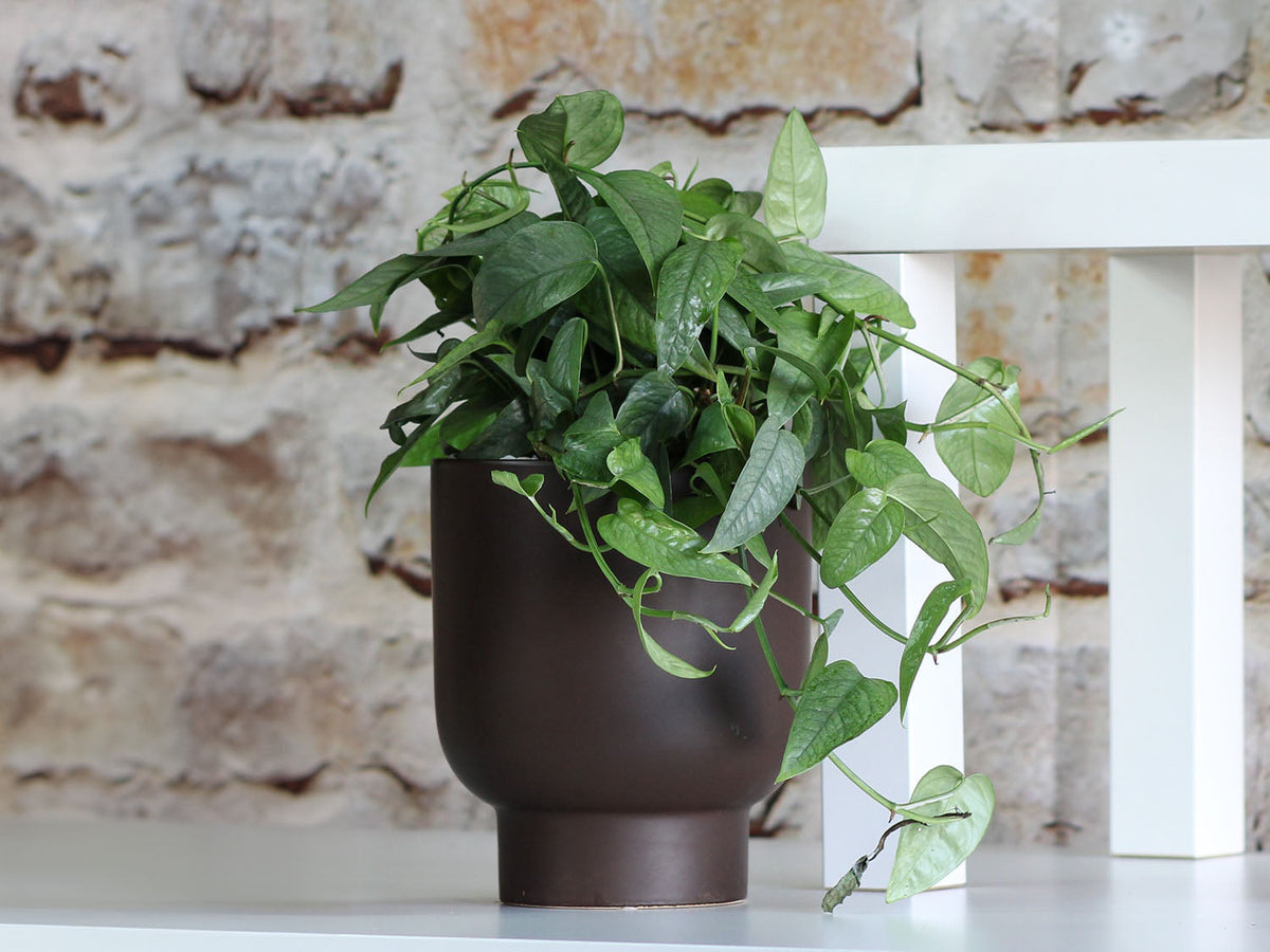 Monstera Cache Pot By Plantatorem