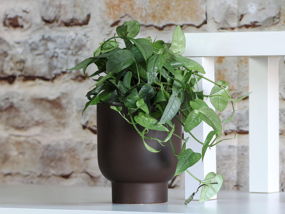 Monstera Cache Pot By Plantatorem