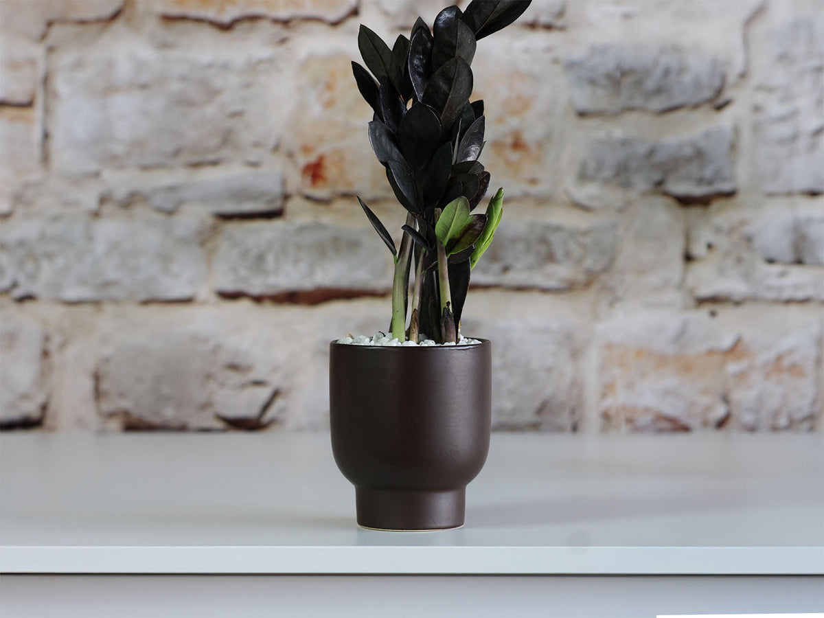 Monstera Cache Pot By Plantatorem