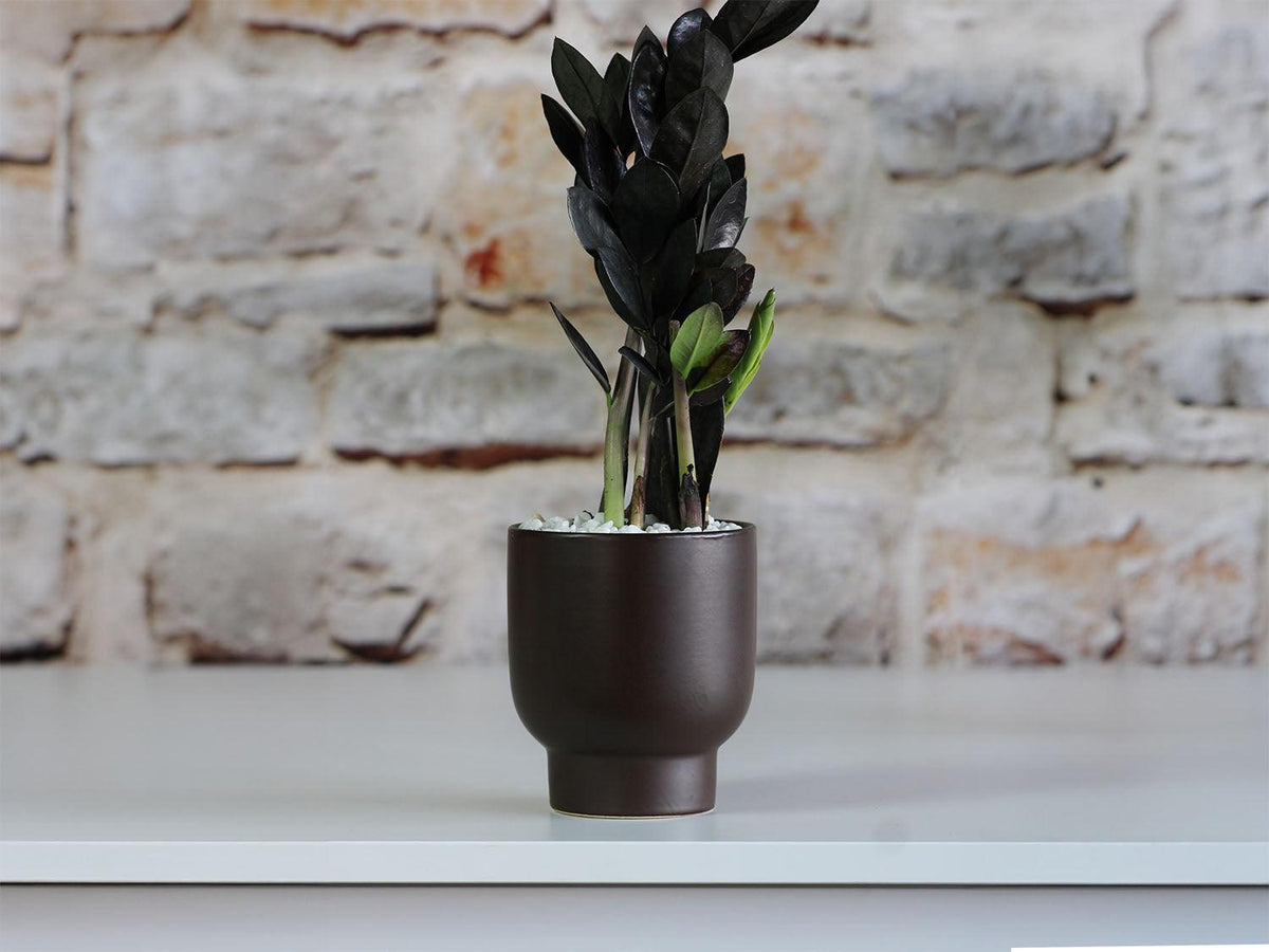 Monstera Cache Pot By Plantatorem