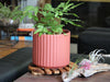 Brush Comb Planter By Plantatorem - Hibiscus / 6.5" D x 6.5" H