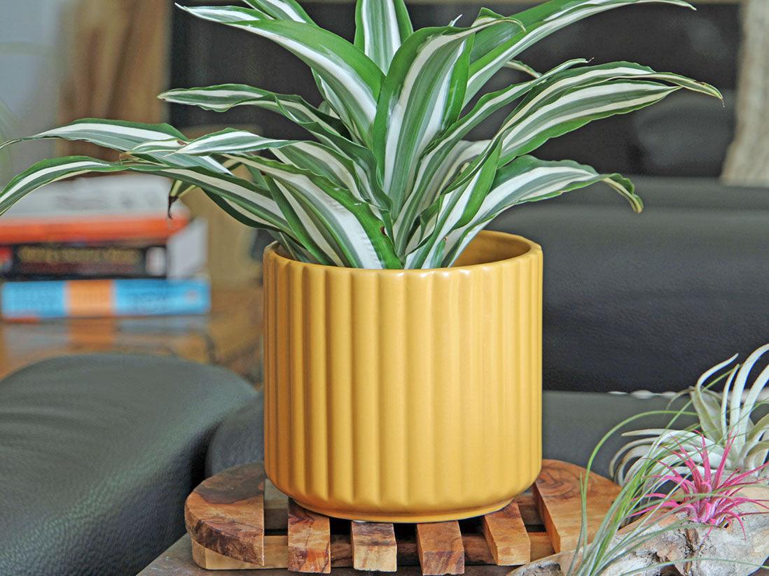 Brush Comb Planter By Plantatorem