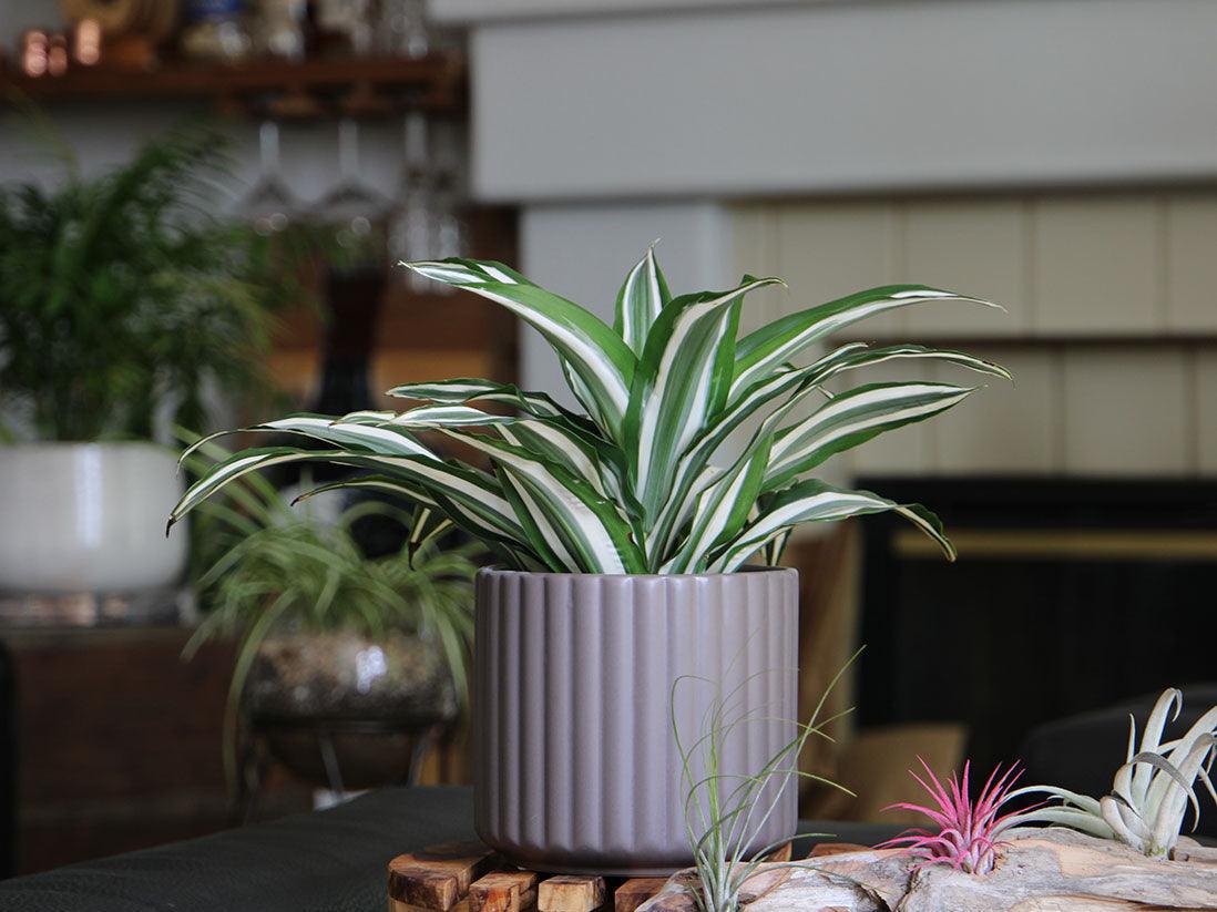 Brush Comb Planter By Plantatorem