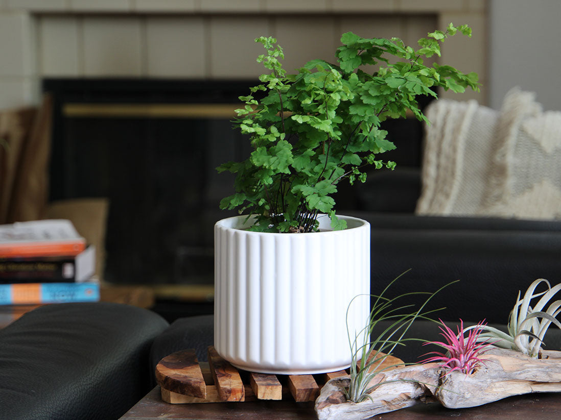 Brush Comb Planter By Plantatorem