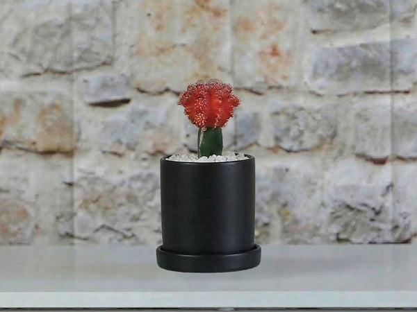 Cylinder Pot with Detached Saucers By Plantatorem
