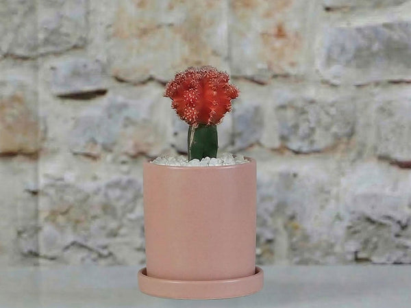 Cylinder Pot with Detached Saucers By Plantatorem