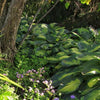 Paul's Glory Hosta