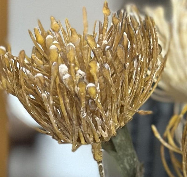 Close-up of a dried plant with brown and yellow hues against a blurred background