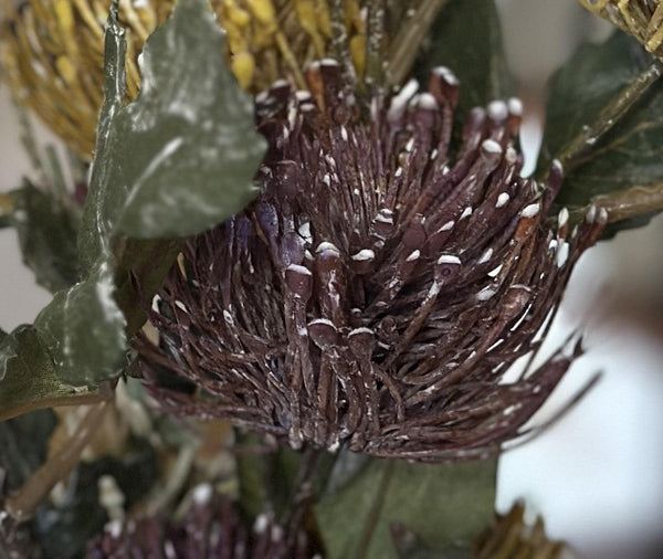 Close-up of a dried flower head with green leaves